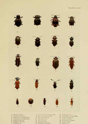Reproducción/Reproduction 6288765996: Insect life London,A. & C. Black, ltd.,1921