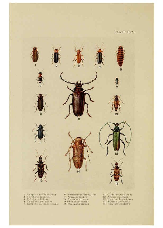 Reproducción/Reproduction 6288246365: Insect life London,A. & C. Black, ltd.,1921