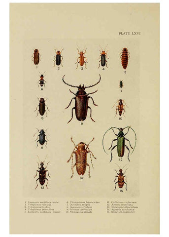 Reproducción/Reproduction 6288246365: Insect life London,A. & C. Black, ltd.,1921