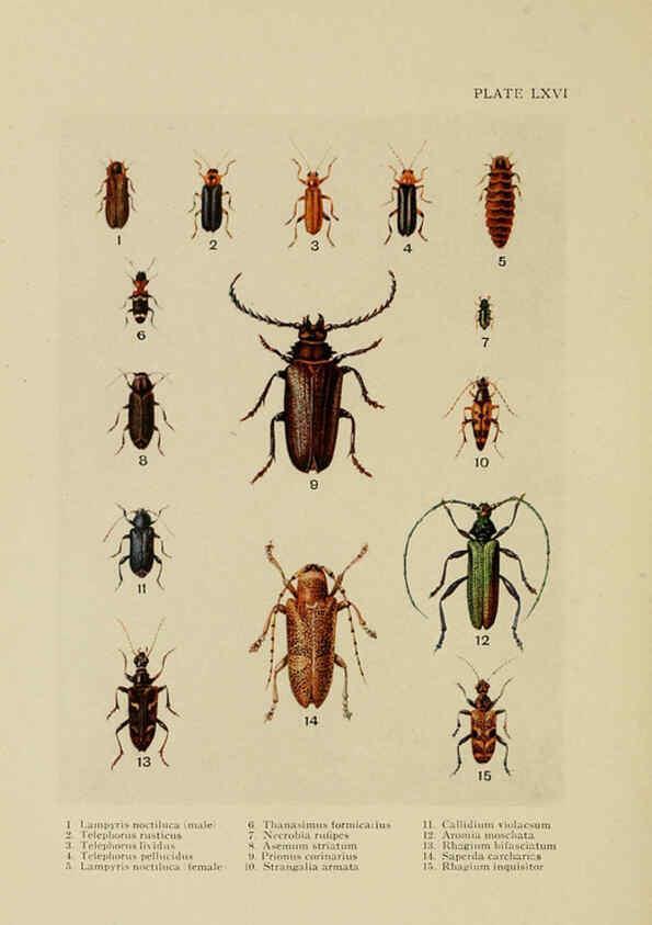 Reproducción/Reproduction 6288246365: Insect life London,A. & C. Black, ltd.,1921