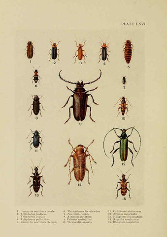 Reproducción/Reproduction 6288246365: Insect life London,A. & C. Black, ltd.,1921