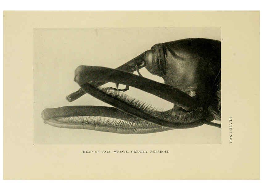 Reproducción/Reproduction 6288246563: Insect life London,A. & C. Black, ltd.,1921