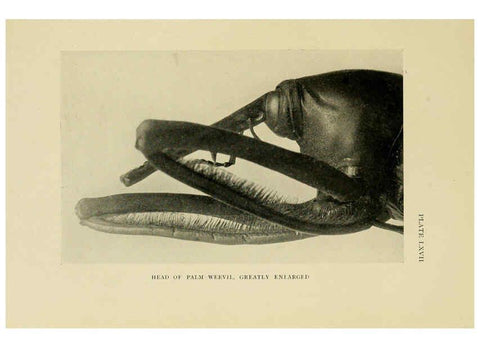 Reproducción/Reproduction 6288246563: Insect life London,A. & C. Black, ltd.,1921