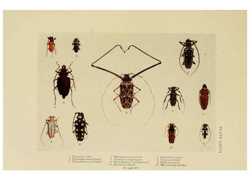 Reproducción/Reproduction 6288766518: Insect life London,A. & C. Black, ltd.,1921