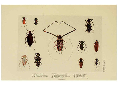 Reproducción/Reproduction 6288766518: Insect life London,A. & C. Black, ltd.,1921