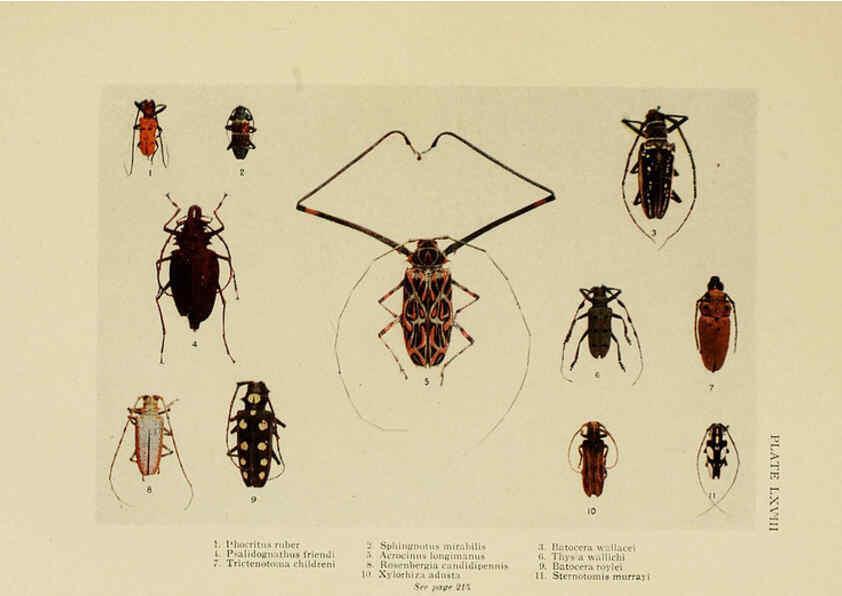 Reproducción/Reproduction 6288766518: Insect life London,A. & C. Black, ltd.,1921