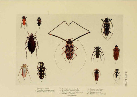 Reproducción/Reproduction 6288766518: Insect life London,A. & C. Black, ltd.,1921
