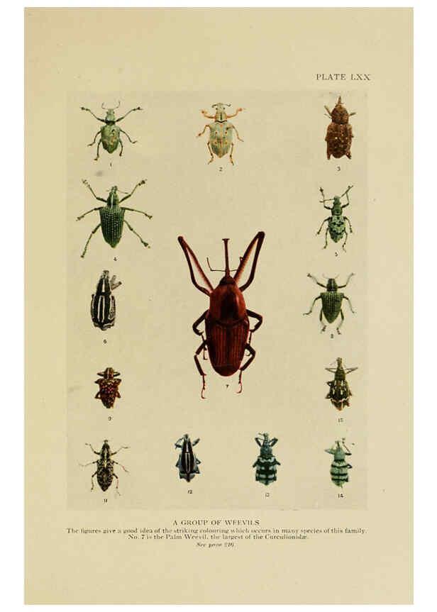 Reproducción/Reproduction 6288247145: Insect life London,A. & C. Black, ltd.,1921