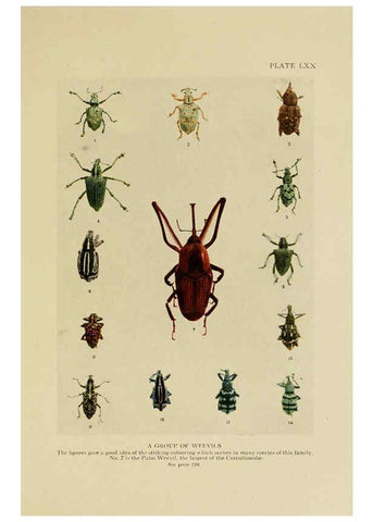 Reproducción/Reproduction 6288247145: Insect life London,A. & C. Black, ltd.,1921