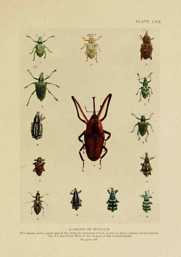Reproducción/Reproduction 6288247145: Insect life London,A. & C. Black, ltd.,1921