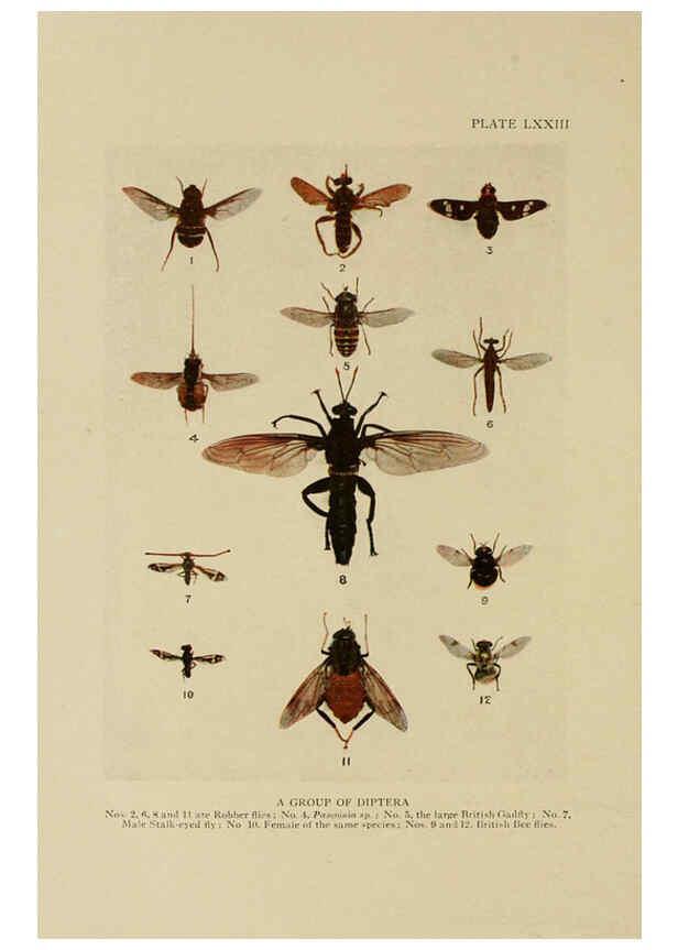 Reproducción/Reproduction 6288247663: Insect life London,A. & C. Black, ltd.,1921
