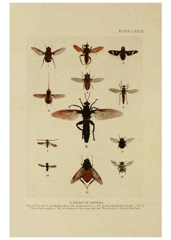 Reproducción/Reproduction 6288247663: Insect life London,A. & C. Black, ltd.,1921