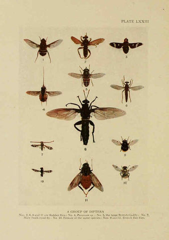 Reproducción/Reproduction 6288247663: Insect life London,A. & C. Black, ltd.,1921