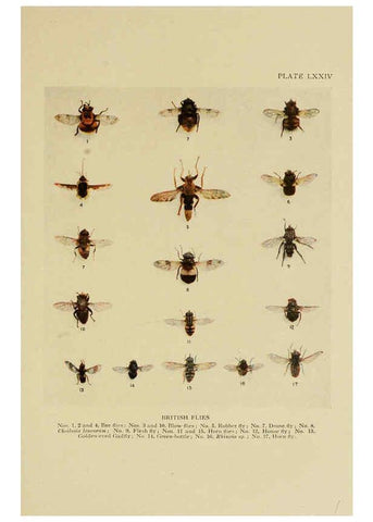 Reproducción/Reproduction 6288767508: Insect life London,A. & C. Black, ltd.,1921