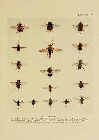 Reproducción/Reproduction 6288767508: Insect life London,A. & C. Black, ltd.,1921