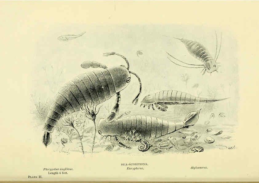 Reproducción/Reproduction 6288813190: Extinct monsters and creatures of other days London :Chapman & Hall,1910