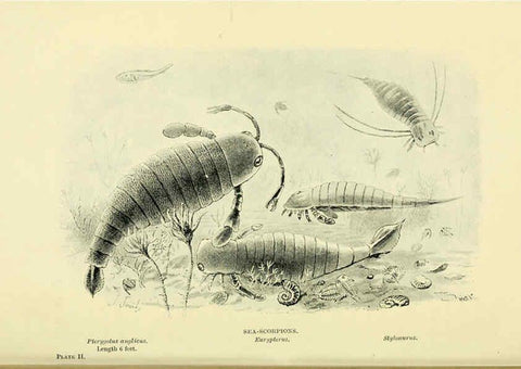Reproducción/Reproduction 6288813190: Extinct monsters and creatures of other days London :Chapman & Hall,1910