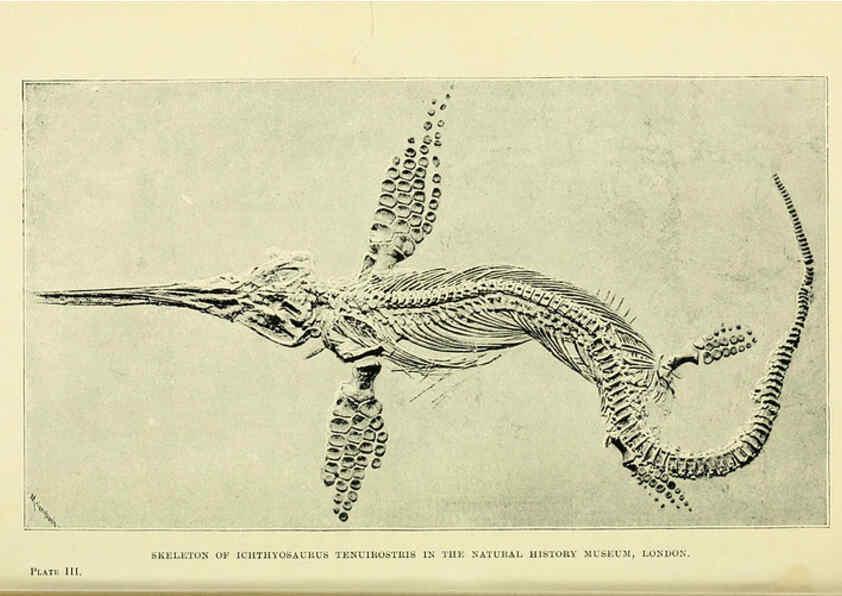 Reproducción/Reproduction 6288293167: Extinct monsters and creatures of other days London :Chapman & Hall,1910