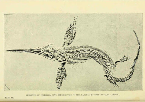 Reproducción/Reproduction 6288293167: Extinct monsters and creatures of other days London :Chapman & Hall,1910