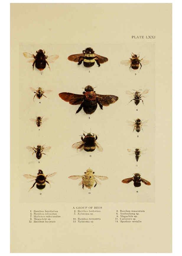 Reproducción/Reproduction 6288247309: Insect life London,A. & C. Black, ltd.,1921