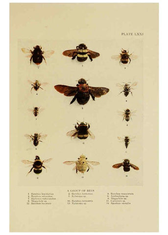 Reproducción/Reproduction 6288247309: Insect life London,A. & C. Black, ltd.,1921