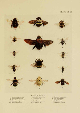 Reproducción/Reproduction 6288247309: Insect life London,A. & C. Black, ltd.,1921