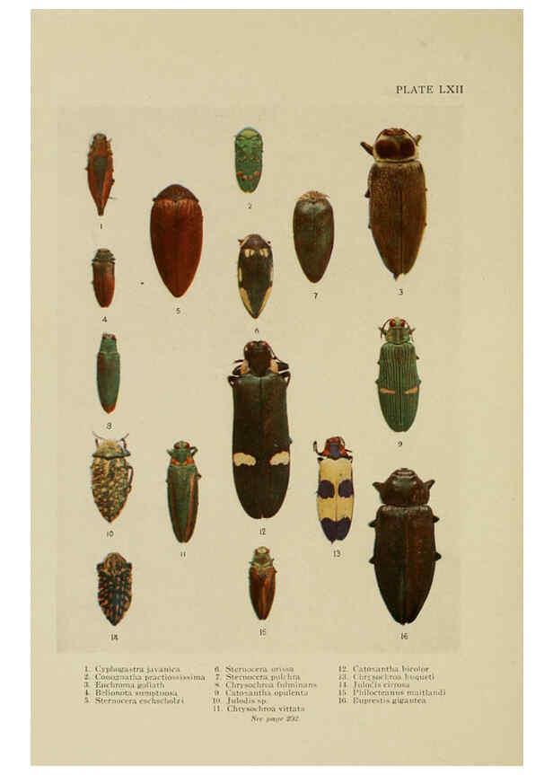 Reproducción/Reproduction 6288245817: Insect life London,A. & C. Black, ltd.,1921