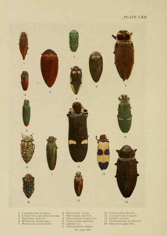 Reproducción/Reproduction 6288245817: Insect life London,A. & C. Black, ltd.,1921