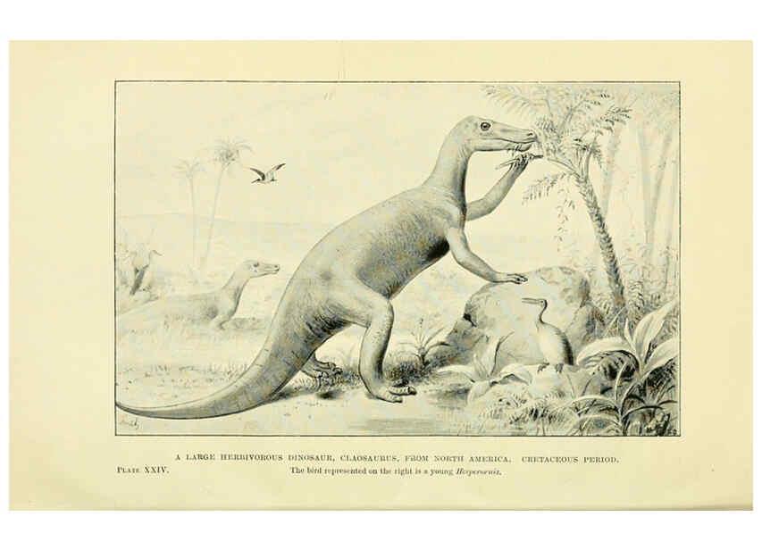 Reproducción/Reproduction 6288816994: Extinct monsters and creatures of other days London :Chapman & Hall,1910