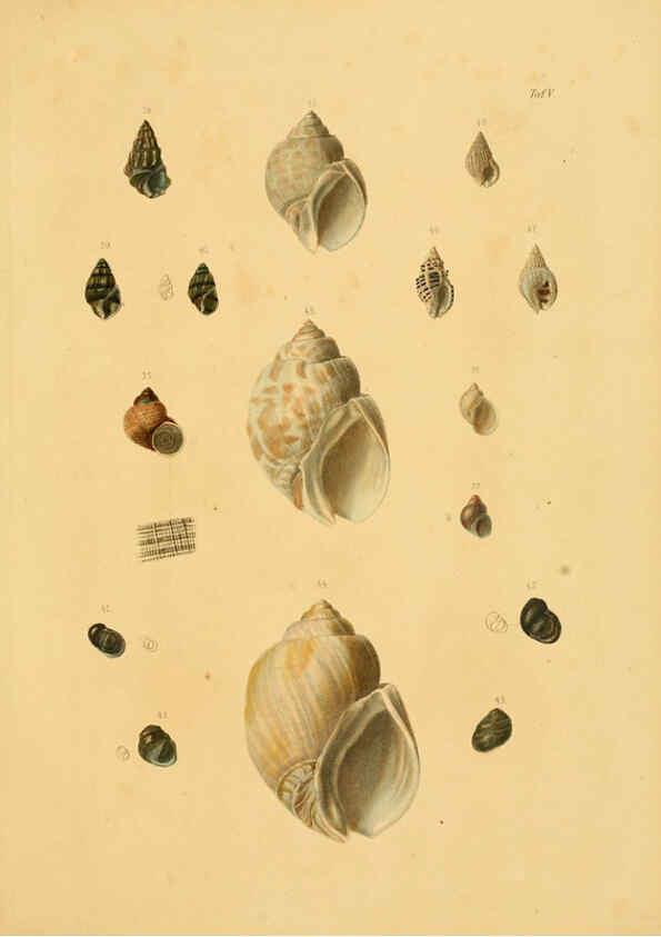 Reproducción/Reproduction 6288426547: Ueber Vorderasiatische Conchylien nach den Sammlungen Cassel,T. Fischer[1874] 