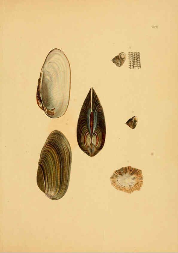 Reproducción/Reproduction 6288945796: Ueber Vorderasiatische Conchylien nach den Sammlungen Cassel,T. Fischer[1874] 
