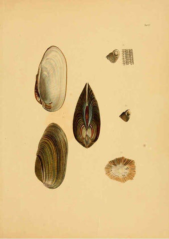 Reproducción/Reproduction 6288945796: Ueber Vorderasiatische Conchylien nach den Sammlungen Cassel,T. Fischer[1874] 