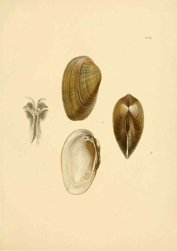 Reproducción/Reproduction 6288426887: Ueber Vorderasiatische Conchylien nach den Sammlungen Cassel,T. Fischer[1874] 