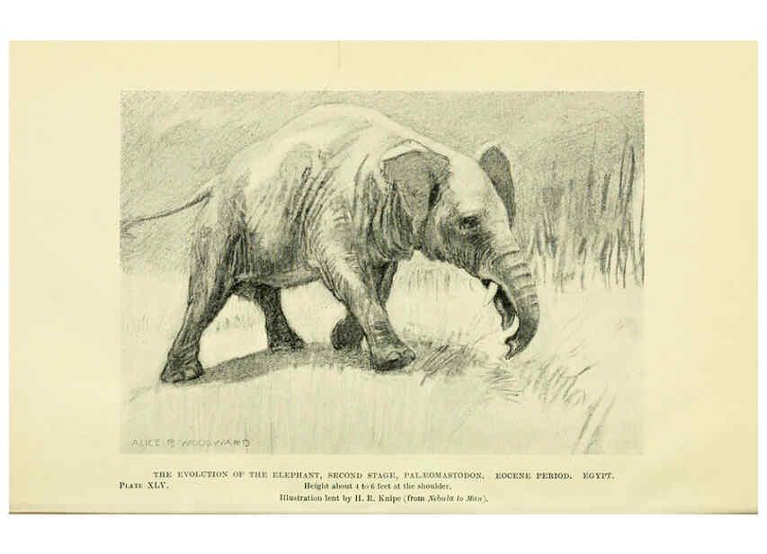 Reproducción/Reproduction 6288300275: Extinct monsters and creatures of other days London :Chapman & Hall,1910