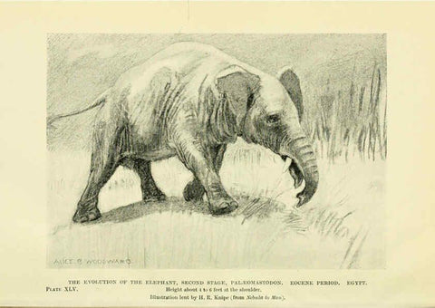Reproducción/Reproduction 6288300275: Extinct monsters and creatures of other days London :Chapman & Hall,1910