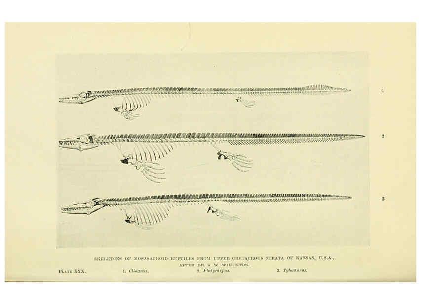 Reproducción/Reproduction 6288297671: Extinct monsters and creatures of other days London :Chapman & Hall,1910