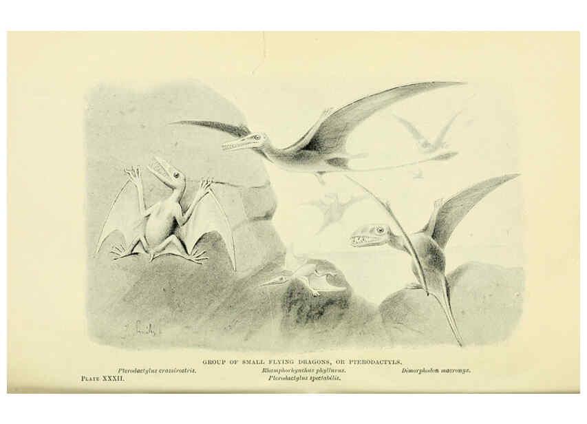 Reproducción/Reproduction 6288298089: Extinct monsters and creatures of other days London :Chapman & Hall,1910