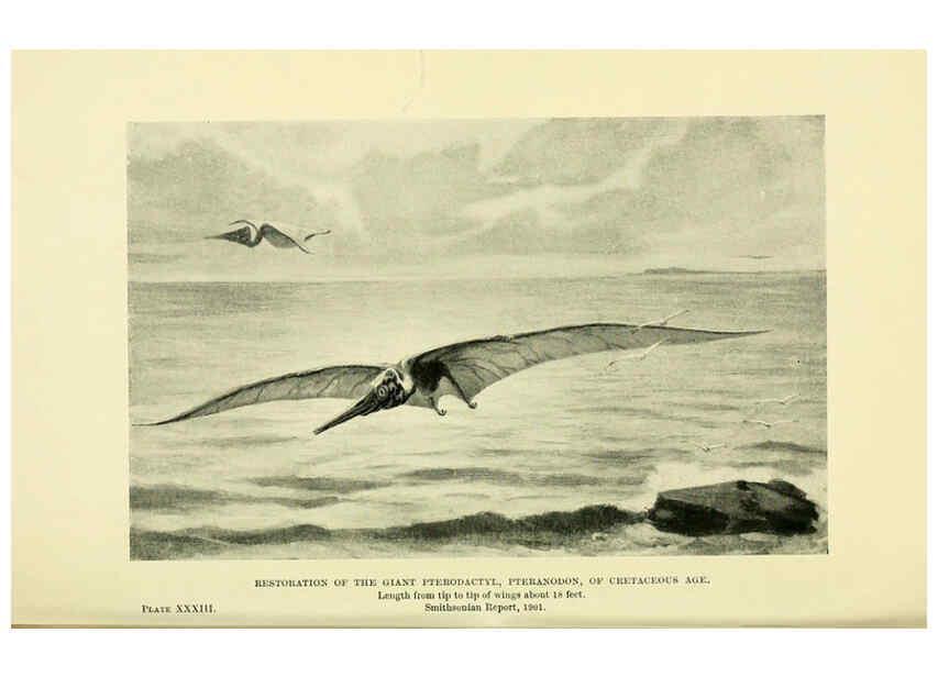 Reproducción/Reproduction 6288818566: Extinct monsters and creatures of other days London :Chapman & Hall,1910