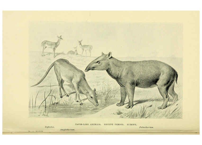 Reproducción/Reproduction 6288299303: Extinct monsters and creatures of other days London :Chapman & Hall,1910