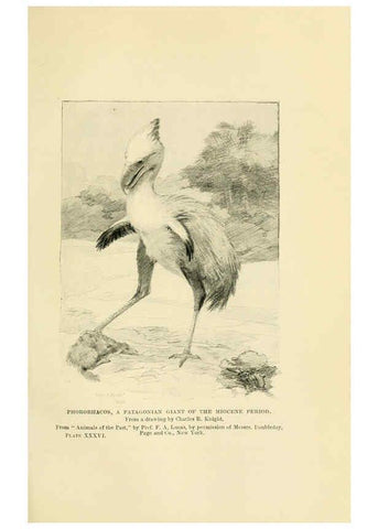 Reproducción/Reproduction 6288298775: Extinct monsters and creatures of other days London :Chapman & Hall,1910