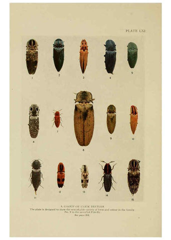 Reproducción/Reproduction 6288245665: Insect life London,A. & C. Black, ltd.,1921