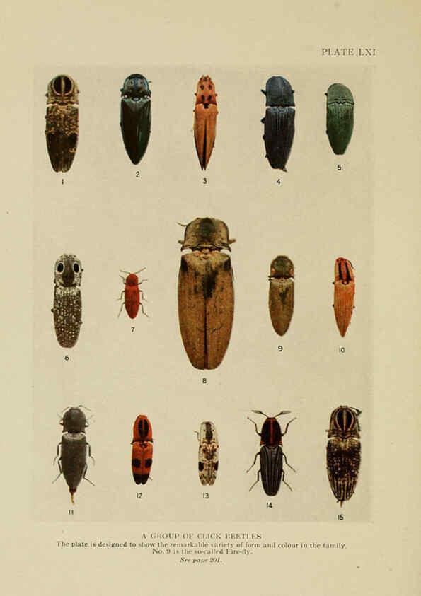 Reproducción/Reproduction 6288245665: Insect life London,A. & C. Black, ltd.,1921