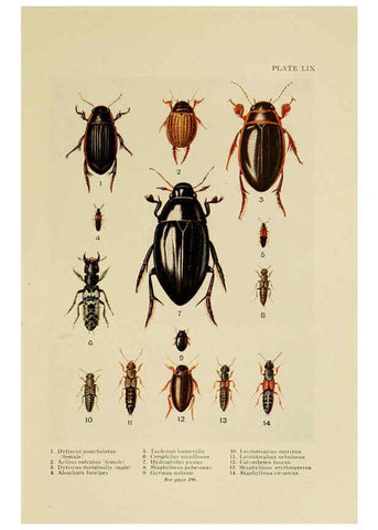 Reproducción/Reproduction 6288764968: Insect life London,A. & C. Black, ltd.,1921