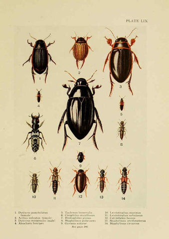 Reproducción/Reproduction 6288764968: Insect life London,A. & C. Black, ltd.,1921
