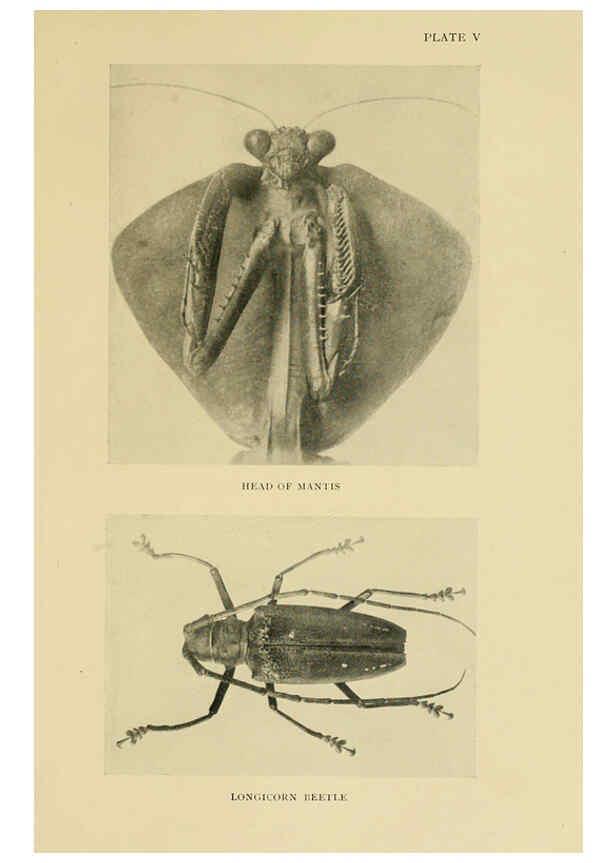 Reproducción/Reproduction 6288236385: Insect life London,A. & C. Black, ltd.,1921