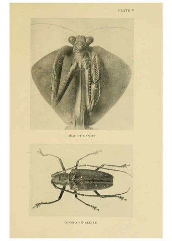 Reproducción/Reproduction 6288236385: Insect life London,A. & C. Black, ltd.,1921
