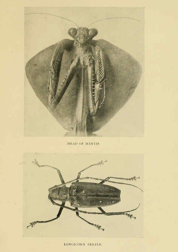 Reproducción/Reproduction 6288236385: Insect life London,A. & C. Black, ltd.,1921