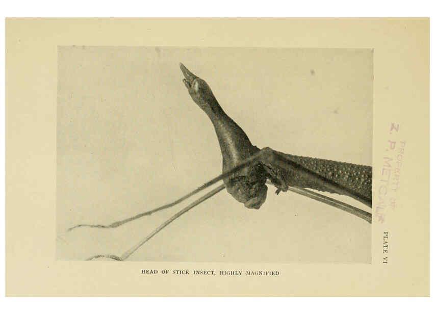 Reproducción/Reproduction 6288756002: Insect life London,A. & C. Black, ltd.,1921