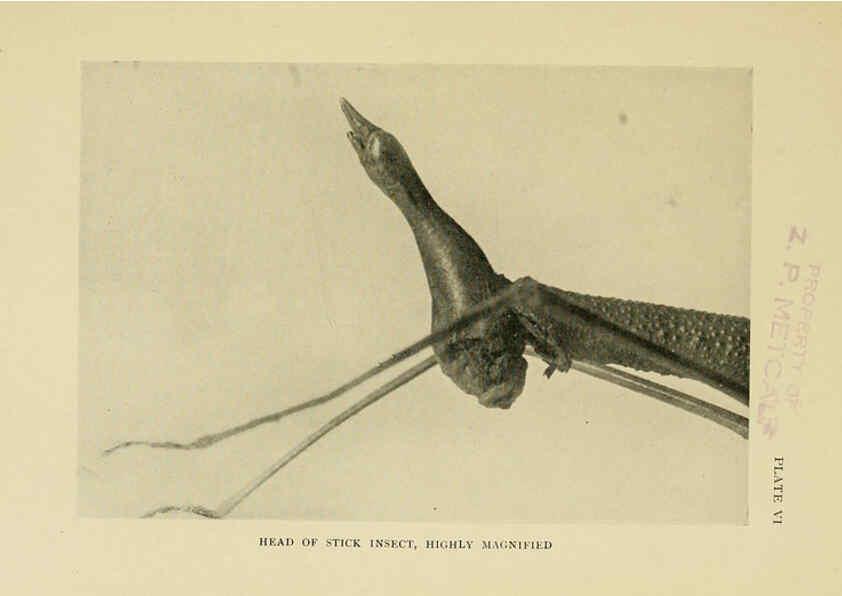 Reproducción/Reproduction 6288756002: Insect life London,A. & C. Black, ltd.,1921