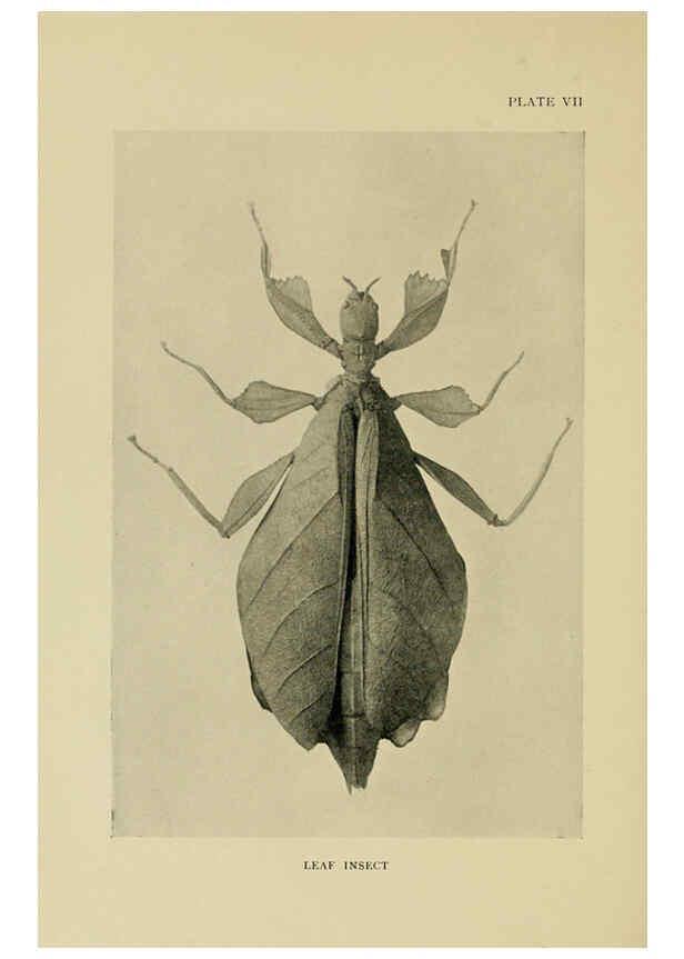 Reproducción/Reproduction 6288756162: Insect life London,A. & C. Black, ltd.,1921